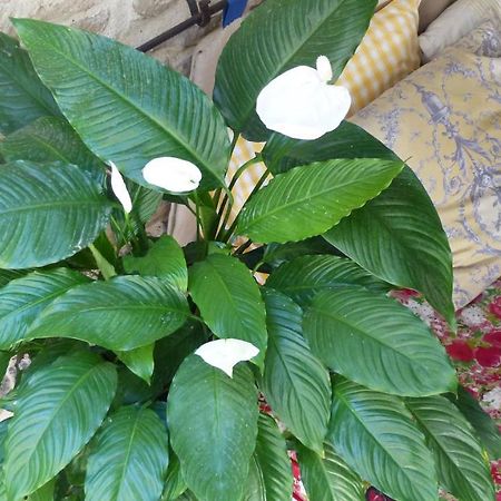 Bed And Art Bed & Breakfast Calvisson Ngoại thất bức ảnh